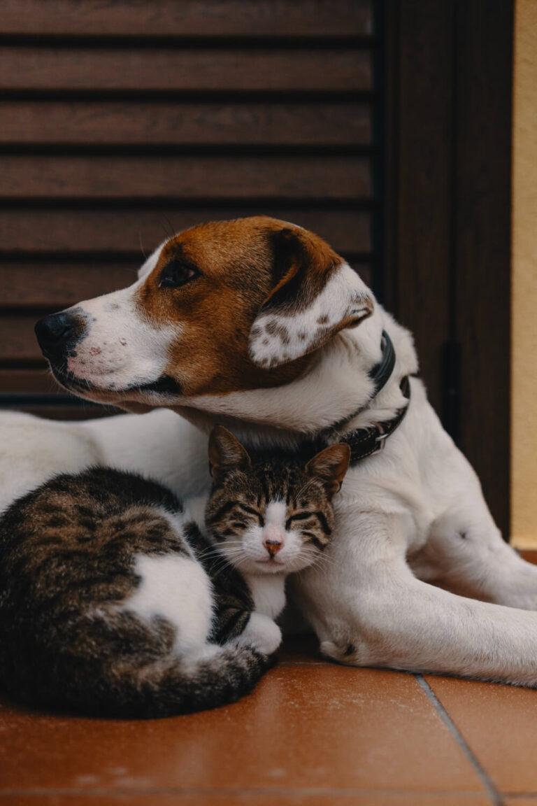 Dog and cat together